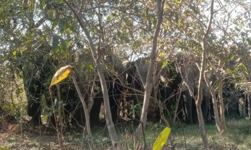 अमोरा-मुड़पार खार के बीच मे पहुँचा हाथियों का दल, ग्रमीणों में दहशत