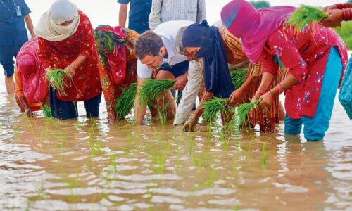 खेतों में पहुंच राहुल ने कांग्रेस के लिए रोपे सियासी बीज